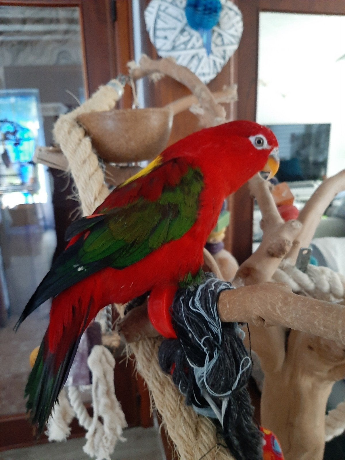 Lori des moluque, Animaux & Accessoires, Mâle