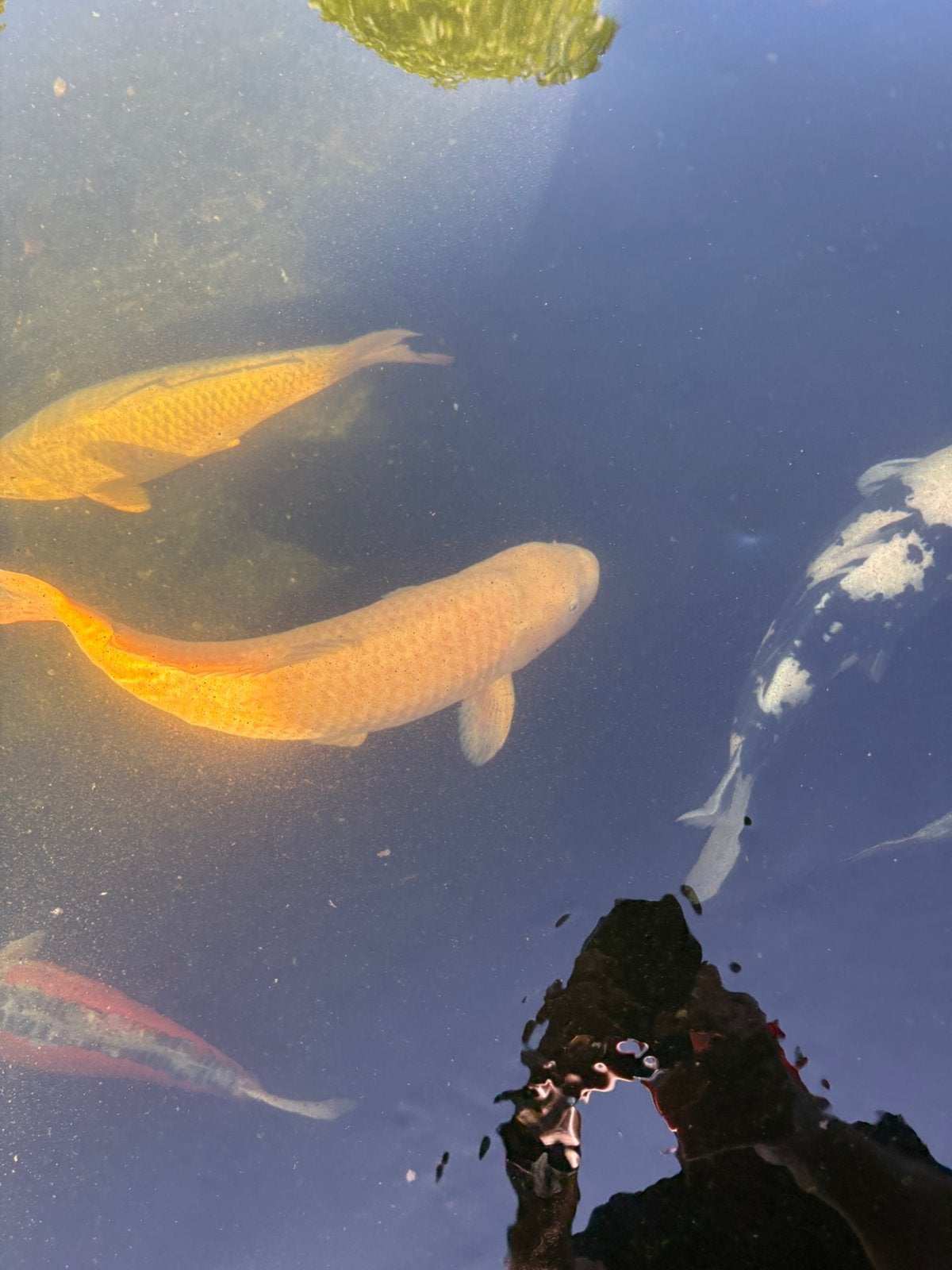 65 cm karasigoi koi, Dieren en Toebehoren