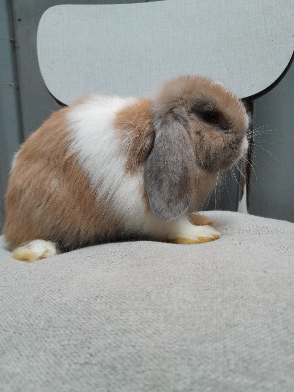 minilops (voedsters), Femelle, Nain, Oreilles tombantes, 0 à 2 ans