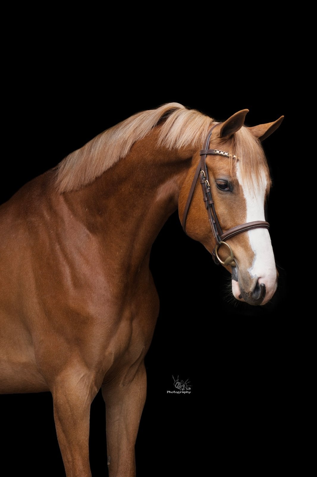 Stoere 5 jarige vosruin spring gefokt, B, Hongre, Avec pedigree, Cheval de saut