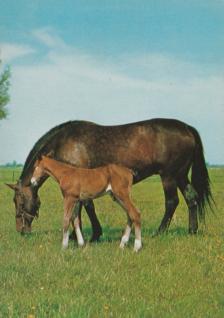 PAARD  MET  VEULEN, Collections, Cartes postales | Animaux, Envoi, Non affranchie, Cheval