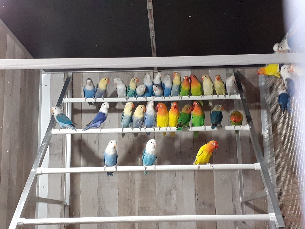 Inséparables Fischer, Animaux & Accessoires