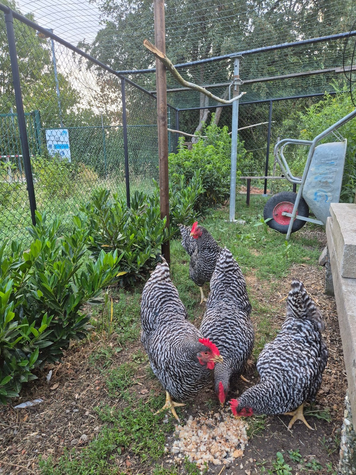vier amrock hennen., Dieren en Toebehoren