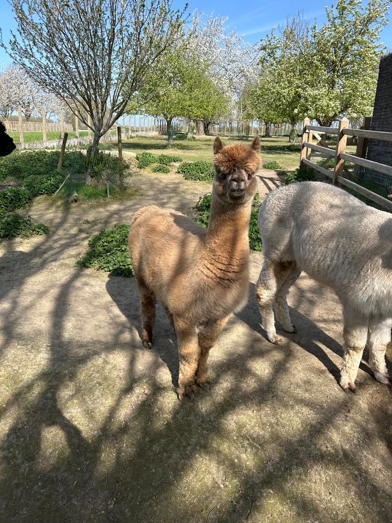 Hengst alpaca te koop, Dieren en Toebehoren, Hengst