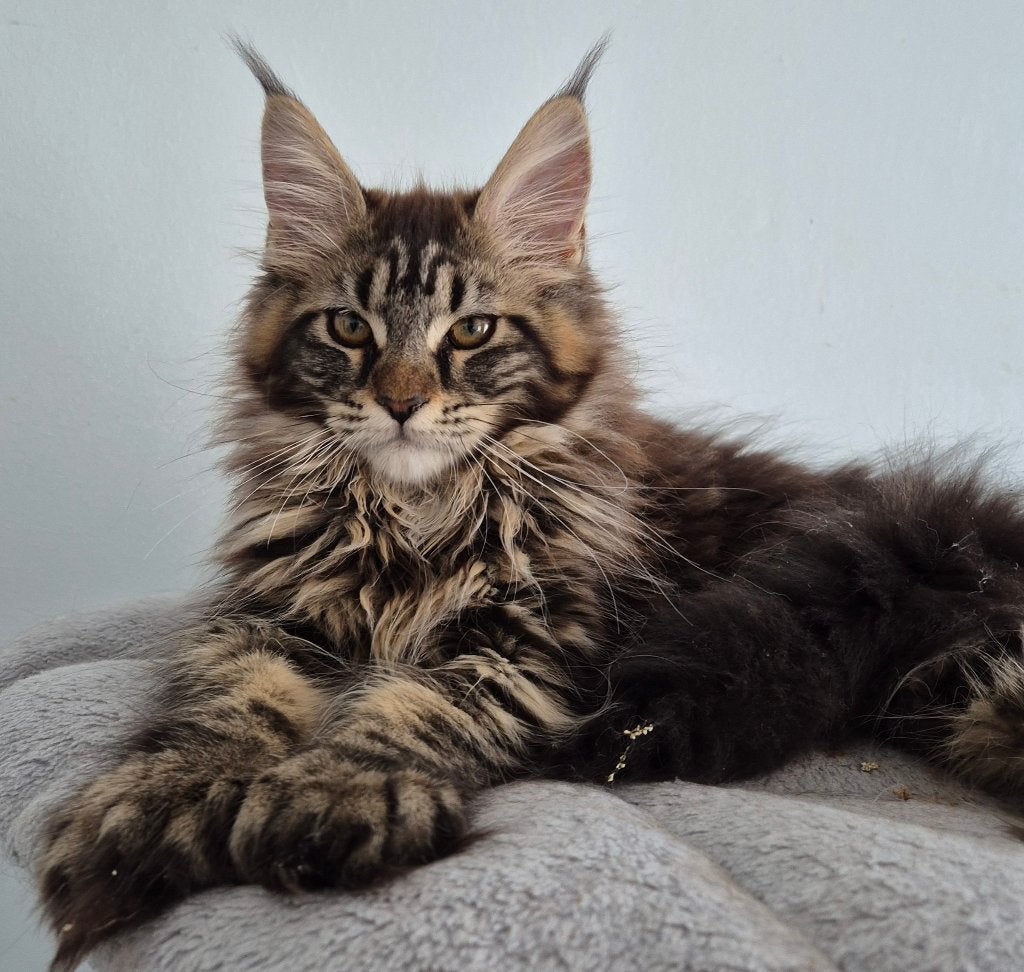 Chaton maine coon née à Bruxelles 17.02.2026, Chat, Avec pedigree, 0 à 2 ans