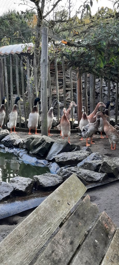 Loopeenden, Animaux & Accessoires, Plusieurs animaux, Canard