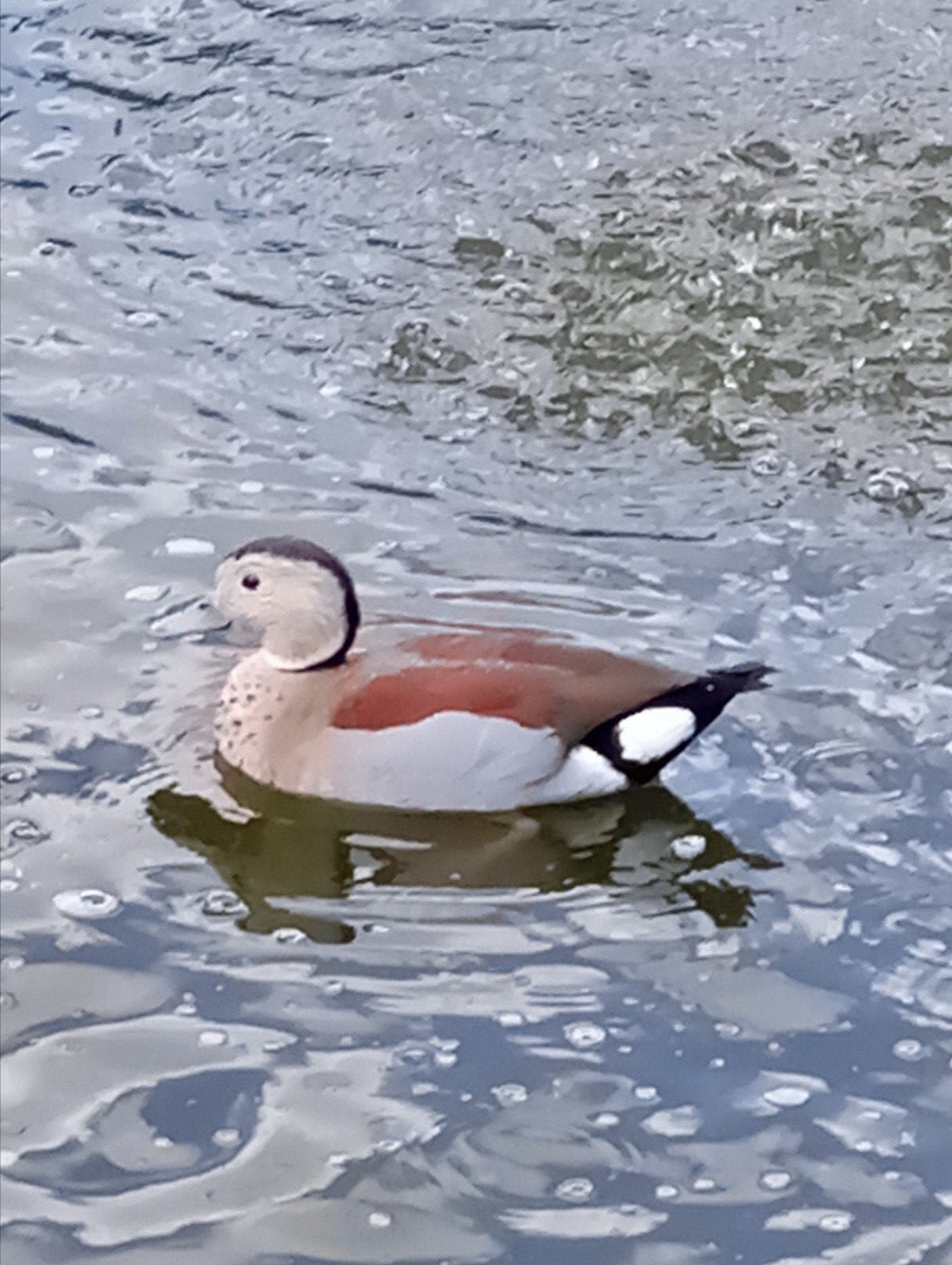 Eend, Canard