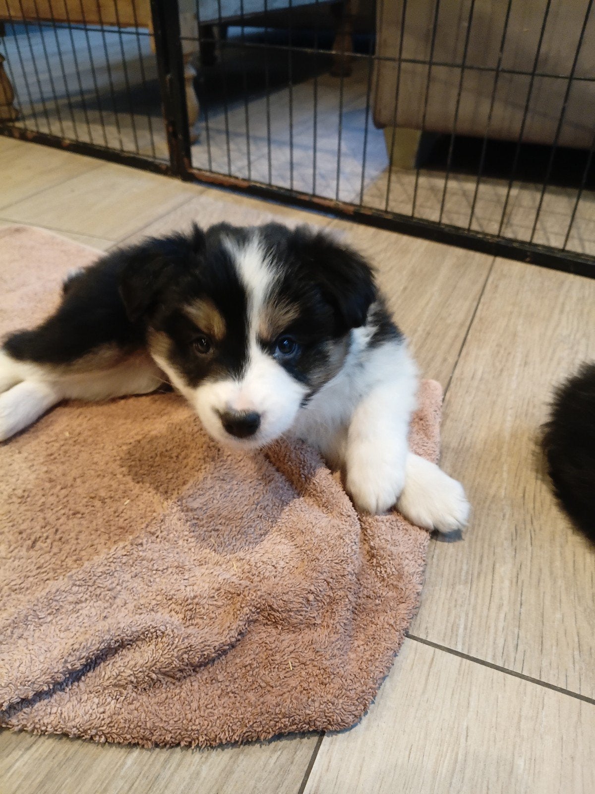 magnifiques chiots border collie, Animaux & Accessoires, 8 à 15 semaines, Colley, Plusieurs, Éleveur | Loisir