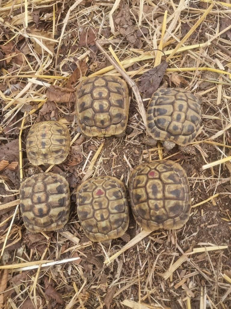 Griekse landschildpadjes 85 €, Dieren en Toebehoren, Schildpad, 3 tot 6 jaar