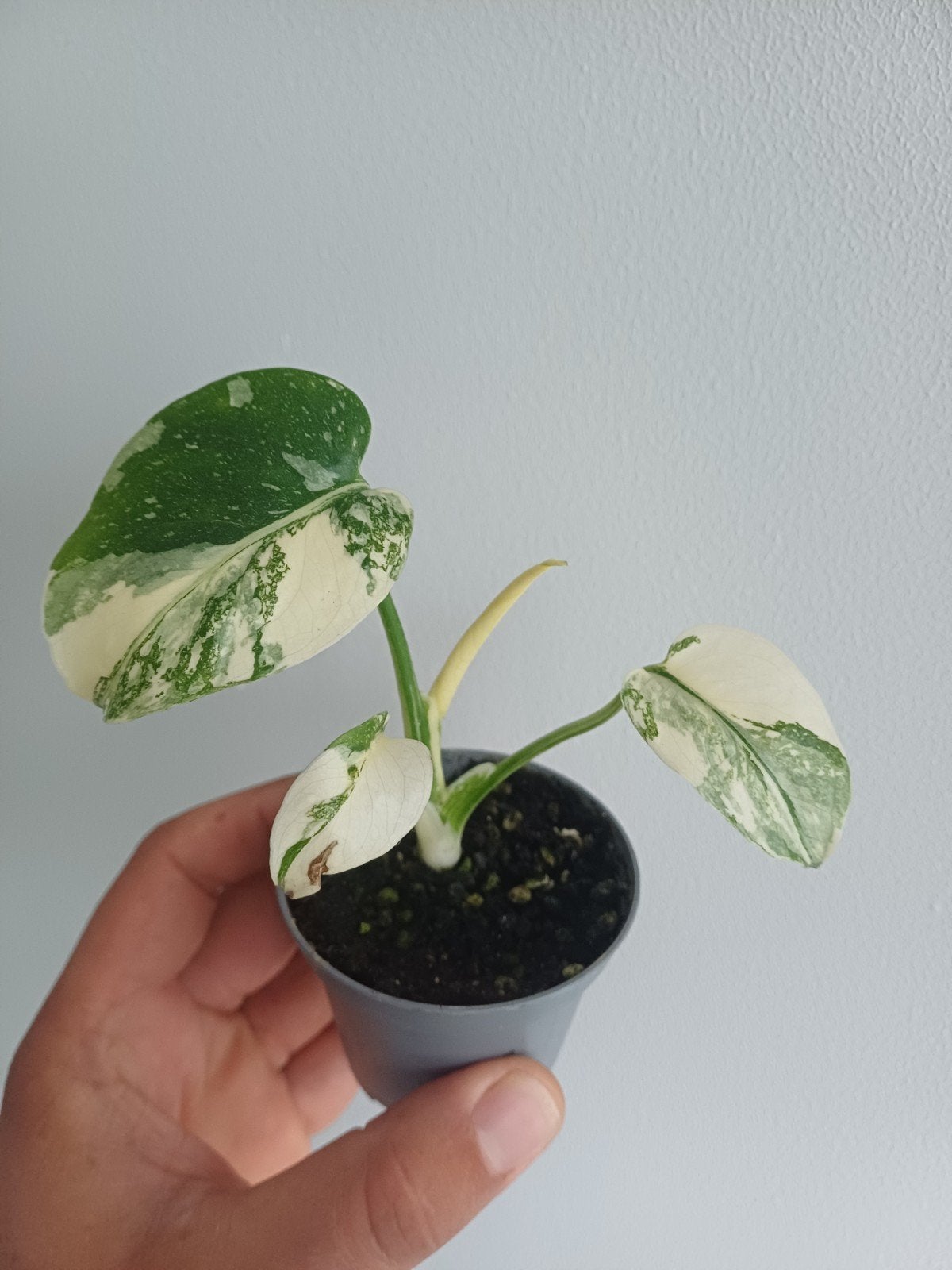 Monstera Cream Cheese, Autres espèces, En pot, Enlèvement ou Envoi, Moins de 100 cm