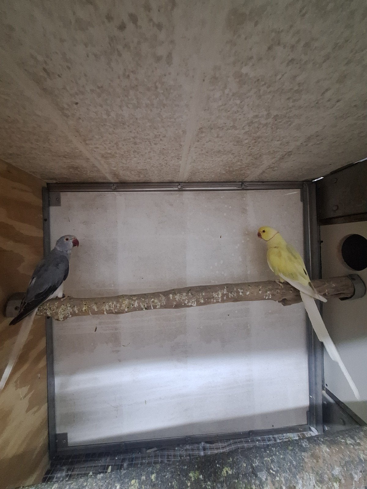 3 kweekkoppels halsbandparkieten, Dieren en Toebehoren, Vogels | Parkieten en Papegaaien