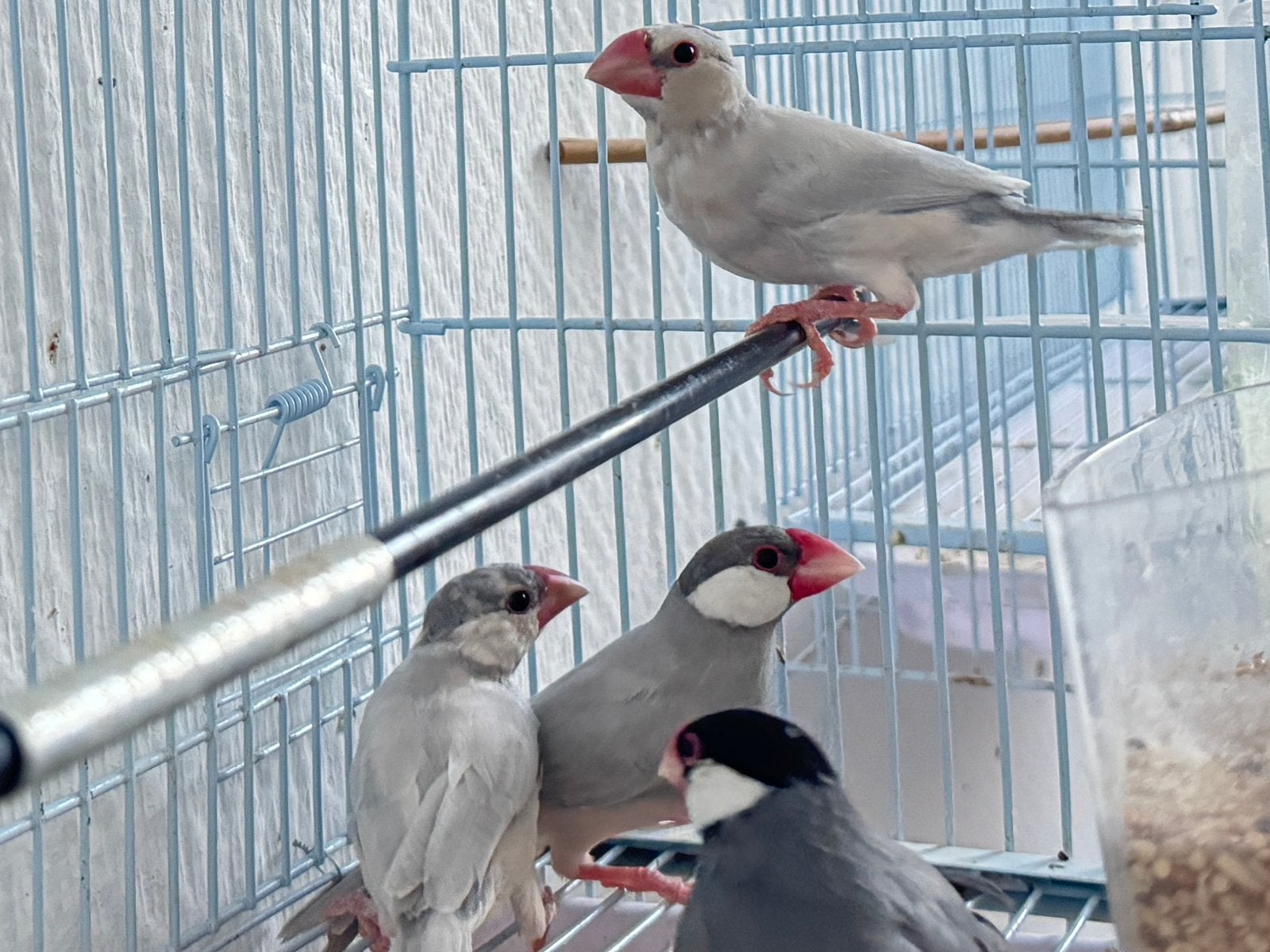 Familie van 4 Padda/Java te koop., Dieren en Toebehoren, Mannelijk