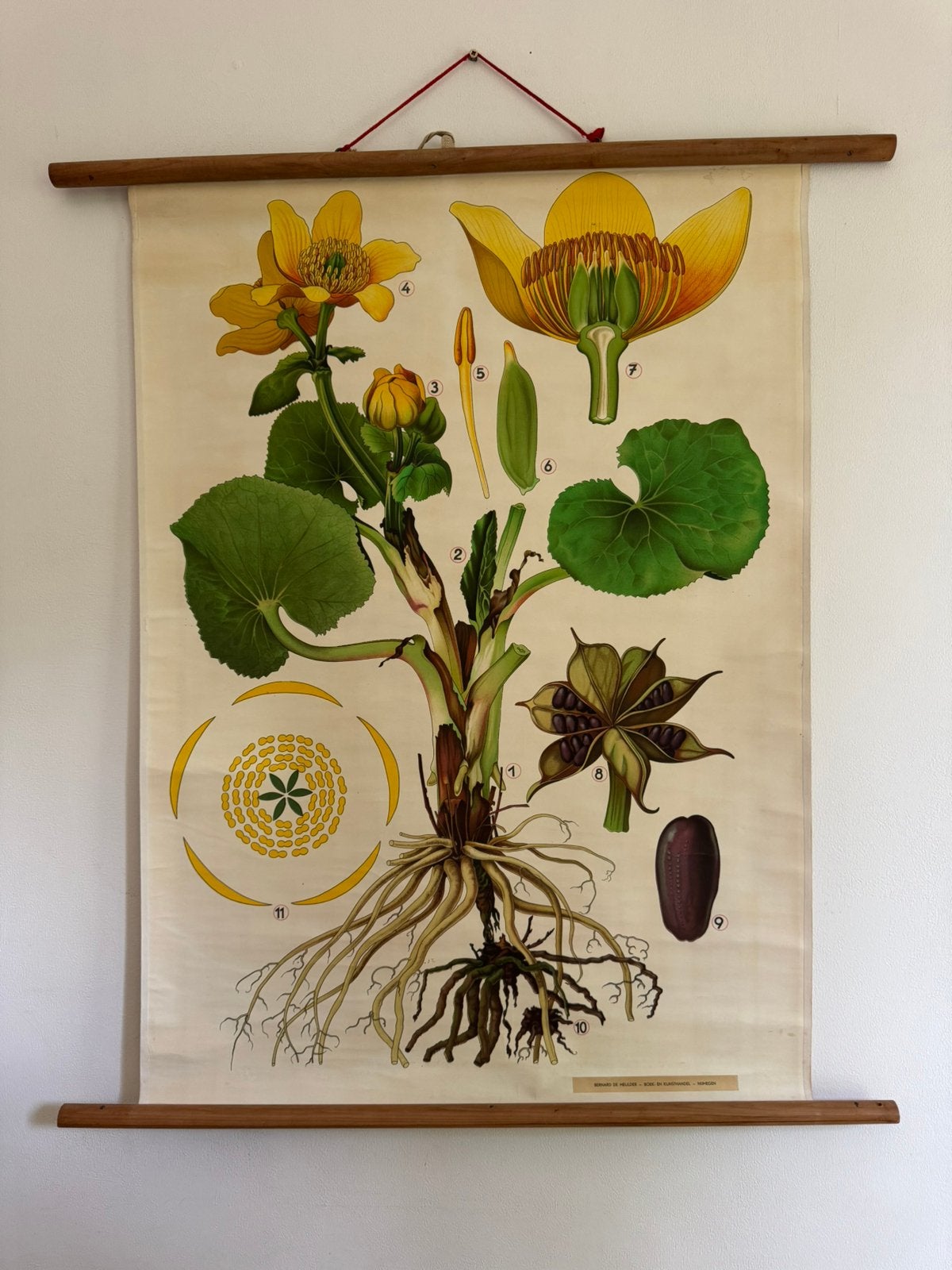 Schoolkaart Dotterbloem, Antiek en Kunst, Antiek | Schoolplaten, Ophalen, Natuur en Biologie