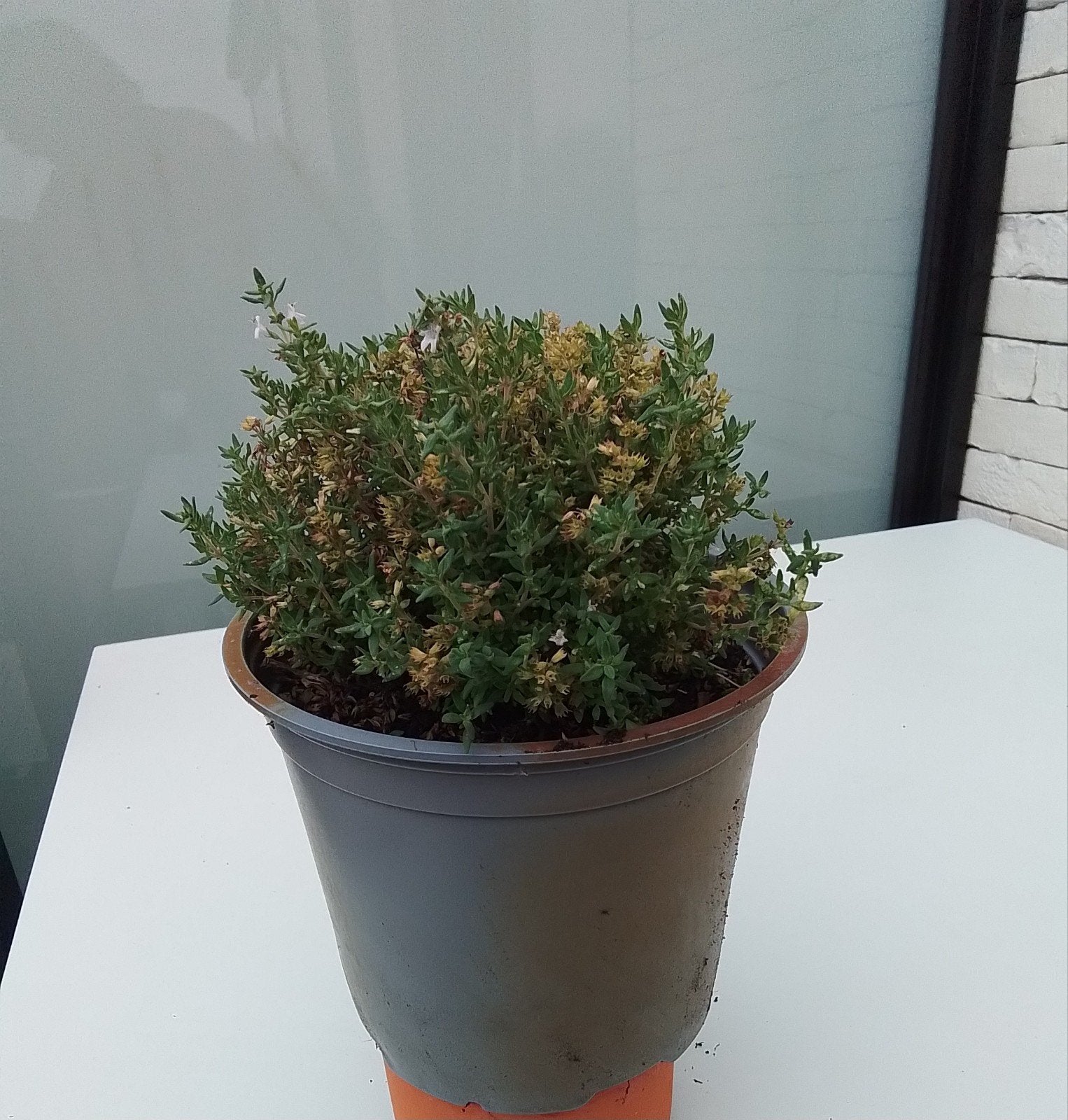 tijm in pot diameter 15 cm winterhard 5 euro. keukenkruid, Tuin en Terras, Planten | Tuinplanten, Ophalen