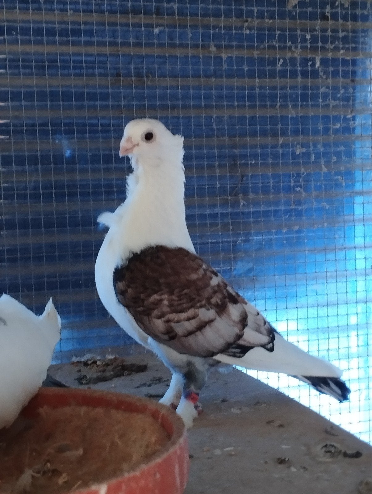 Oosterse meeuwen, Dieren en Toebehoren, Vogels | Duiven