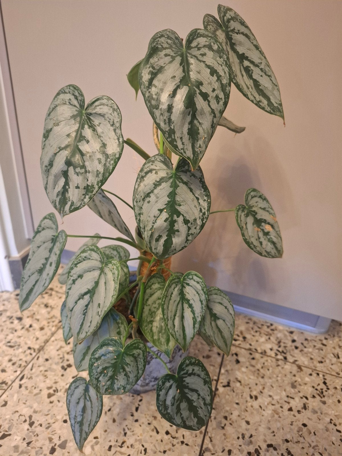 stekjes philodendron brandtianum, Huis en Inrichting, Kamerplanten, Ophalen of Verzenden