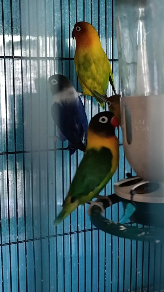 Te Koop: Prachtige Agapornissen (Lovebirds), Dieren en Toebehoren, Geringd