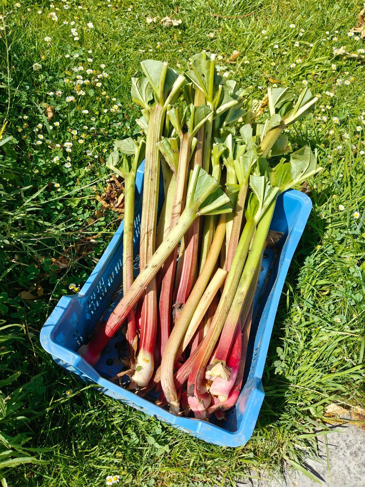 Rhubarbe du potager