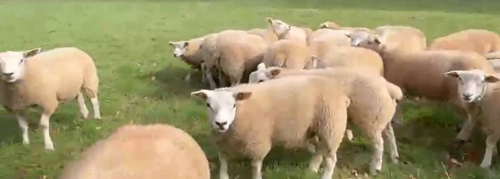 Texel Français, Animaux & Accessoires, Mâle, Mouton, 0 à 2 ans