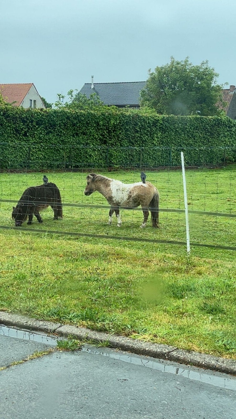Gezocht ...scheren schetlander
