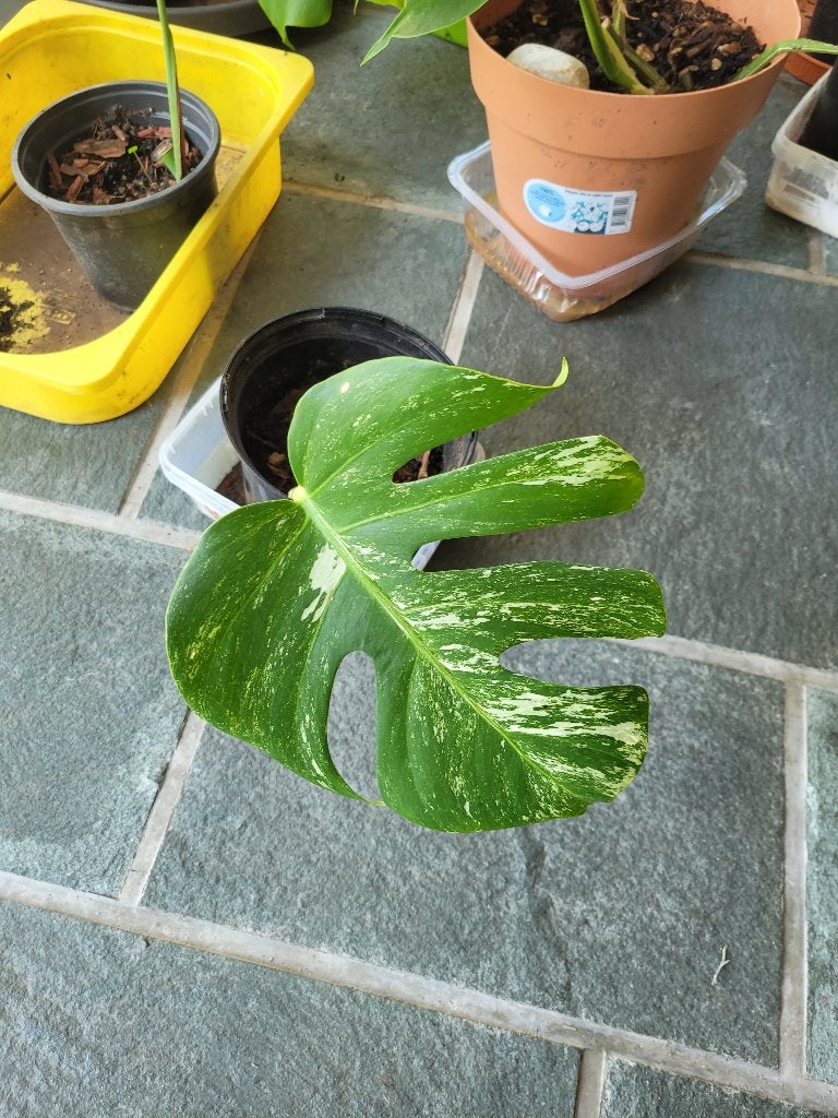 Monstera bonte albo-plant, Huis en Inrichting, Kamerplanten, Ophalen, Halfschaduw, In pot, Minder dan 100 cm