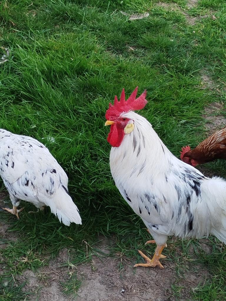 Kuikentjes bonte leghorn, Dieren en Toebehoren