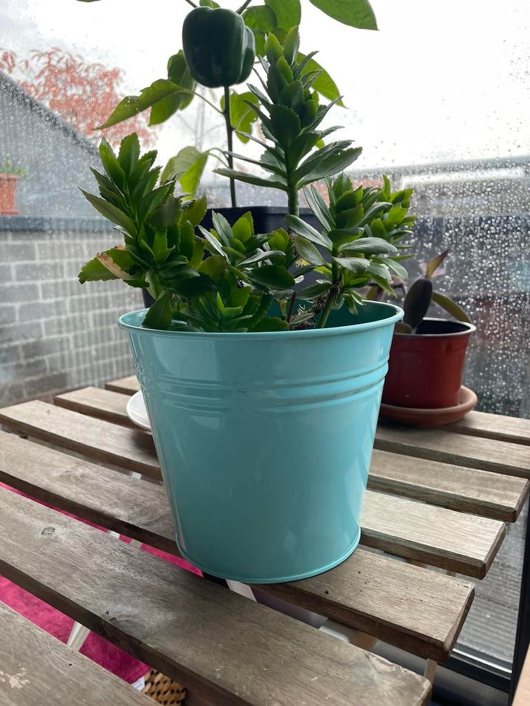 Ikea Socker bloempot 15 cm, Gebruikt, Rond, Binnen, Ophalen of Verzenden