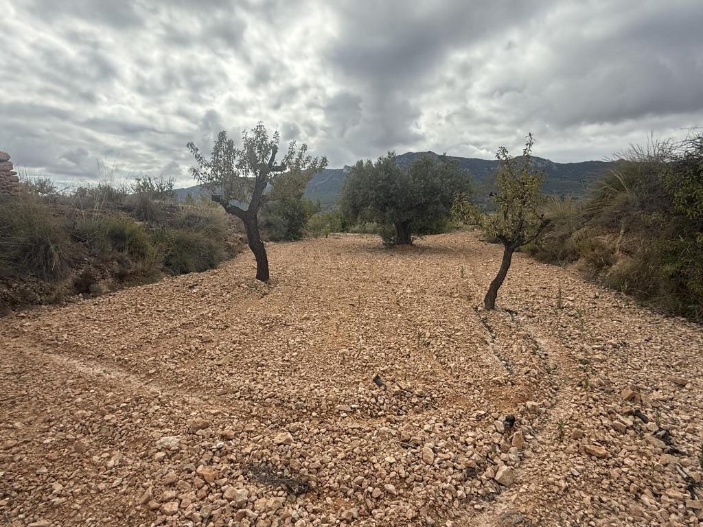 CC0643 - Terrain (rustique) à vendre à La Romana, Immo, Étranger, Espagne, Terrain ou Parcelle, Campagne