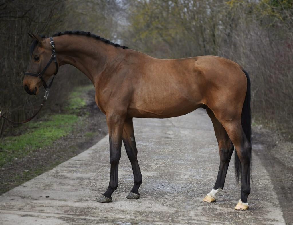 Chaccon Boy, Springpaard, M, Met stamboom, Hengst