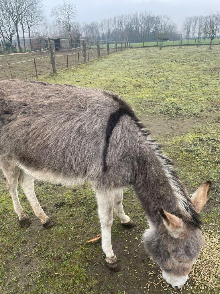 Ezel merrie, Animaux & Accessoires, Animaux Autre, Femelle, Octobre