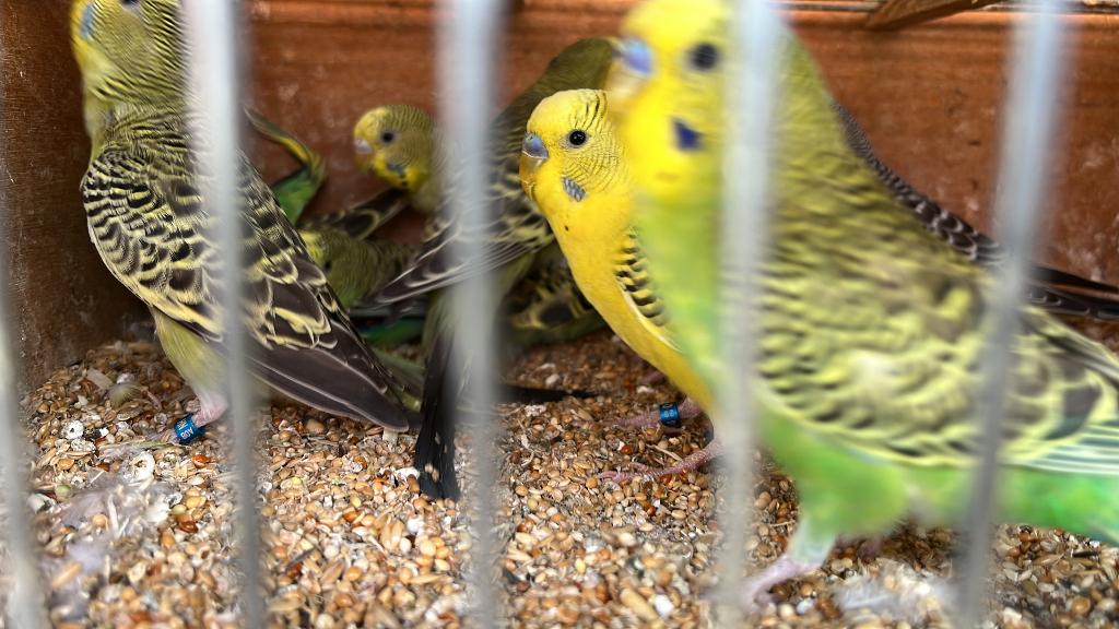 Grasparkieten, Meerdere dieren, Parkiet