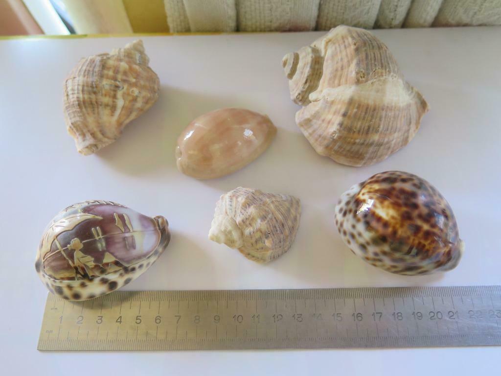 schelpen, Ophalen of Verzenden, Schelp(en)