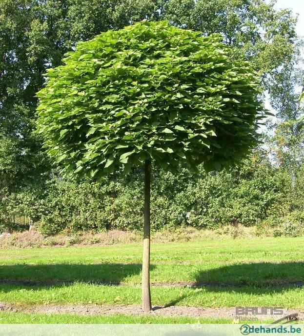 catalpa   bignonioides  nanA   maat  10/12  90 E EUR BOLCALP, Tuin en Terras, Planten | Bomen, Verzenden, Lente, 250 tot 400 cm