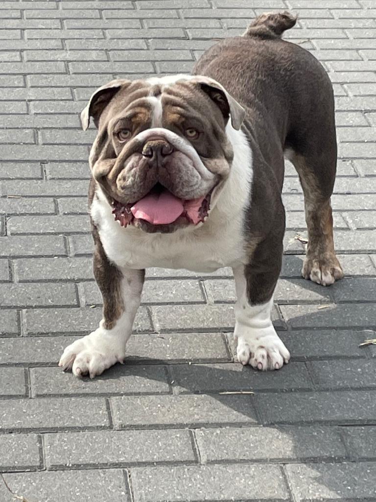 engelse bulldog dekreu, België, Reu, CDV (hondenziekte), Bulldog