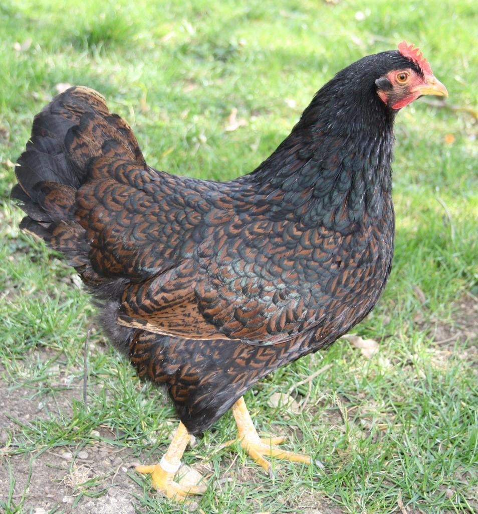 Barnevelder kippen jonge hennen beschikbaar, Dieren en Toebehoren, Pluimvee, Vrouwelijk, Kip