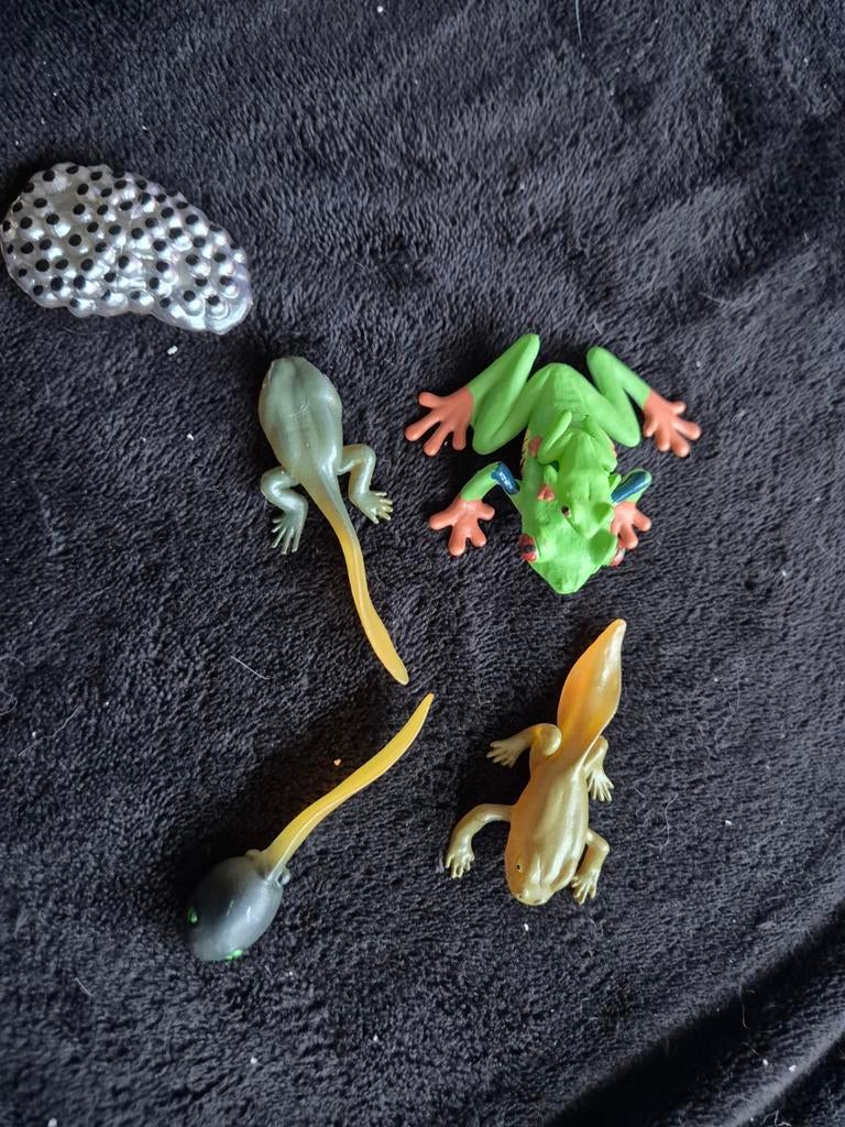Evolutie boomkikker, Verzenden