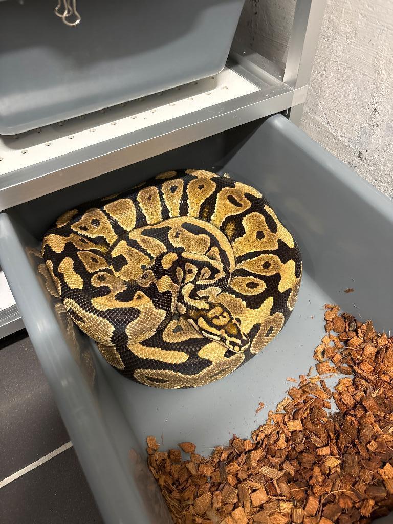 0.1 Volwassen Vanilla spotnose het clown, Slang, Tam, 3 tot 6 jaar