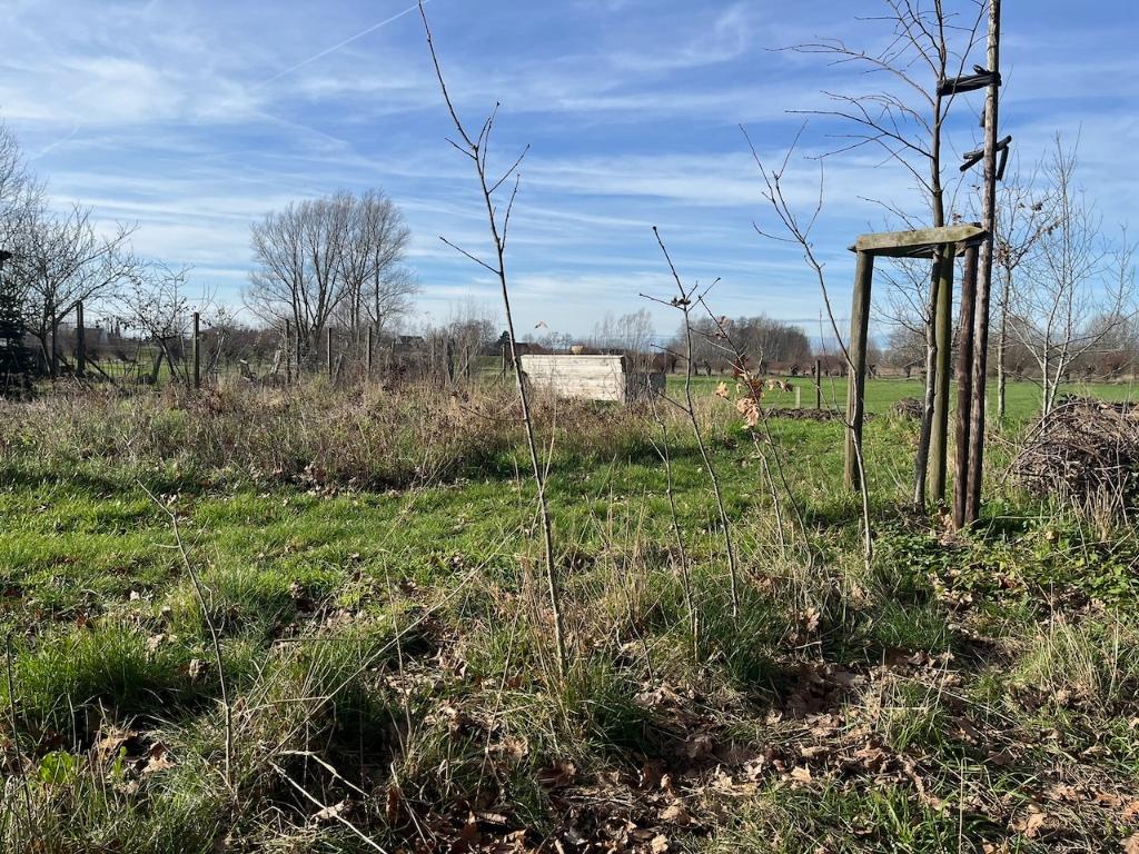 Zomereik (Quercus robur), Tuin en Terras, Planten | Bomen, Ophalen, Minder dan 100 cm