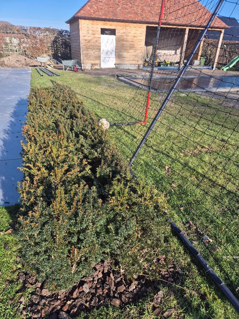 Taxus haag GRATIS, Ophalen, Taxus, Haag, Minder dan 100 cm