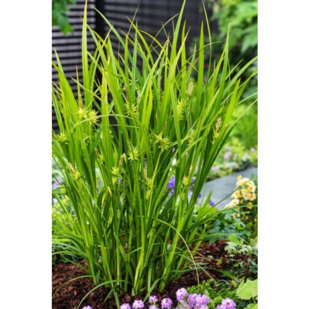 CAREX   GRAYI    WINTERGROEN  HOOGTE   70 à  100 CM, Tuin en Terras, Planten | Tuinplanten, Vaste plant, Siergrassen, Ophalen of Verzenden