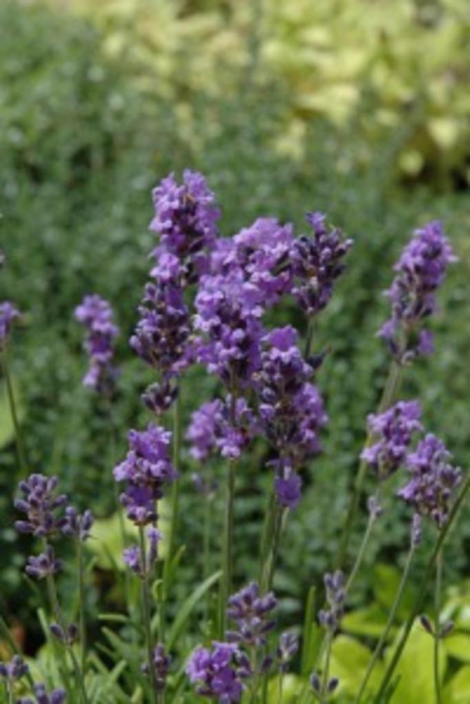 lavendel/lavendula angustifolia, Tuin en Terras, Ophalen