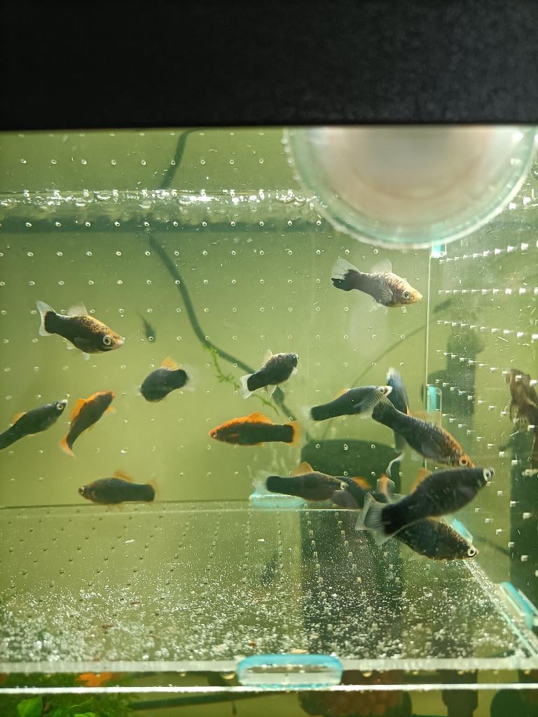 Zwaarddragers 1€, Vis, Zoetwatervis