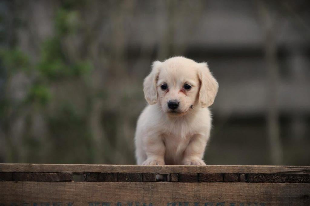 Cremekleurige langharige dwergteckeltjes, Dieren en Toebehoren, Honden | Teckels en Dashonden, Parvo, België, 8 tot 15 weken, Dwerg