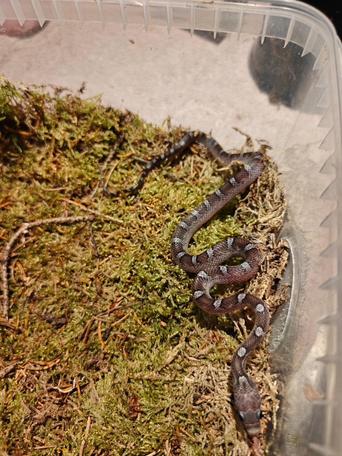 Rat Snake en étain, Animaux & Accessoires, Serpent, 0 à 2 ans