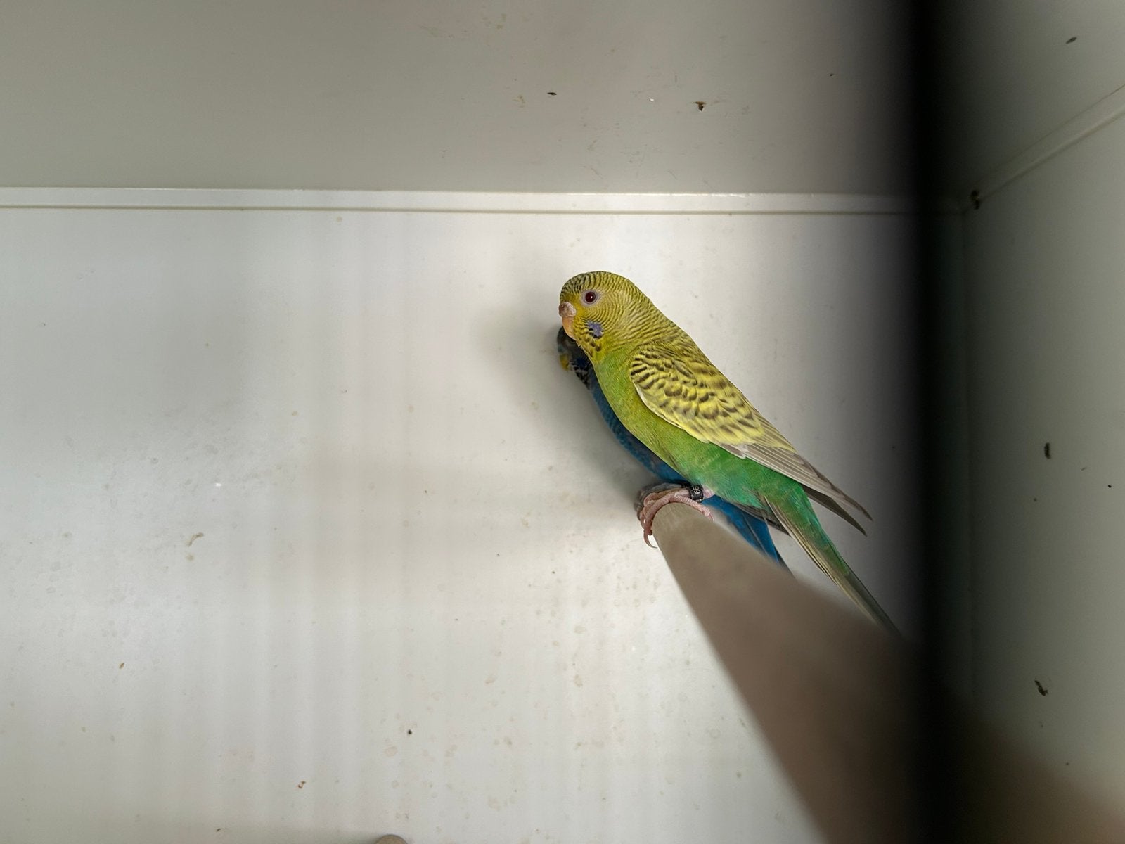 Grasparkieten dun fallow, Meerdere dieren, Parkiet, Geringd