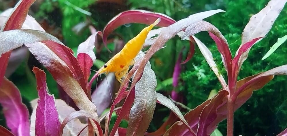 Neocaridina garnalen Sakura Orange Sunkist