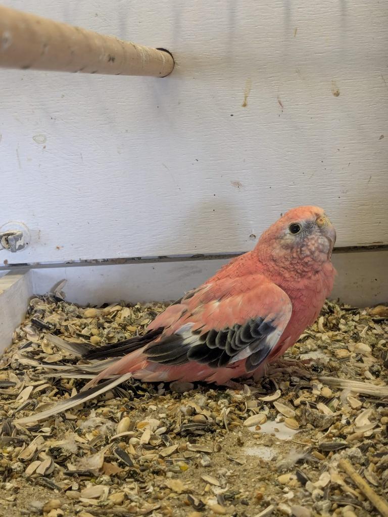 Koppel Bourke opaline, Dieren en Toebehoren, Vogels | Parkieten en Papegaaien, Meerdere dieren, Parkiet