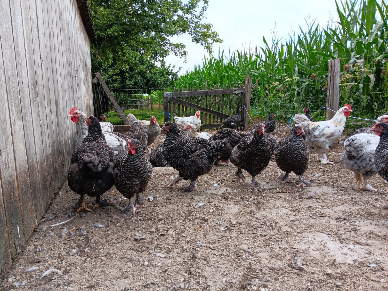 Mechelse koekoek hennen, Dieren en Toebehoren, Pluimvee