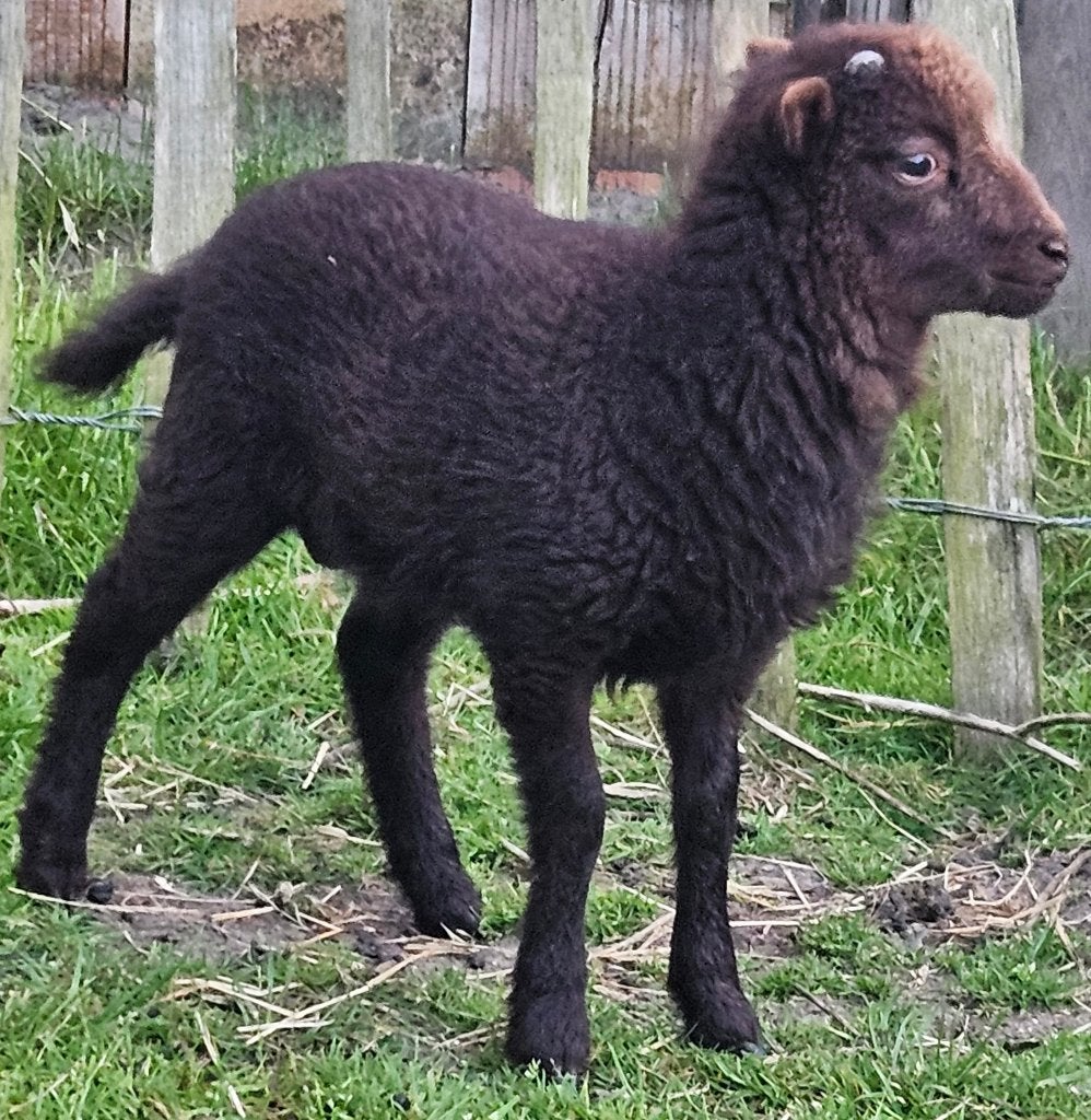 Quessant stamboek ram lam 2026, Dieren en Toebehoren, Schapen, Geiten en Varkens, Mannelijk, Schaap, 0 tot 2 jaar