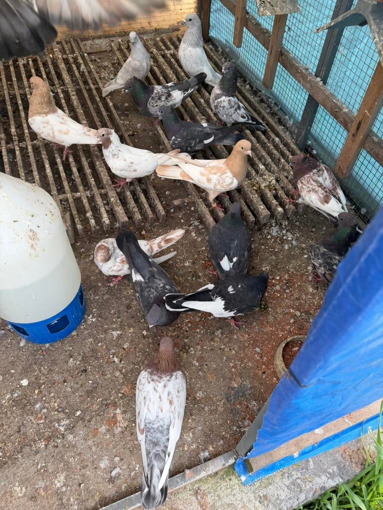 Hoogvleigen duiven, Dieren en Toebehoren, Pluimvee